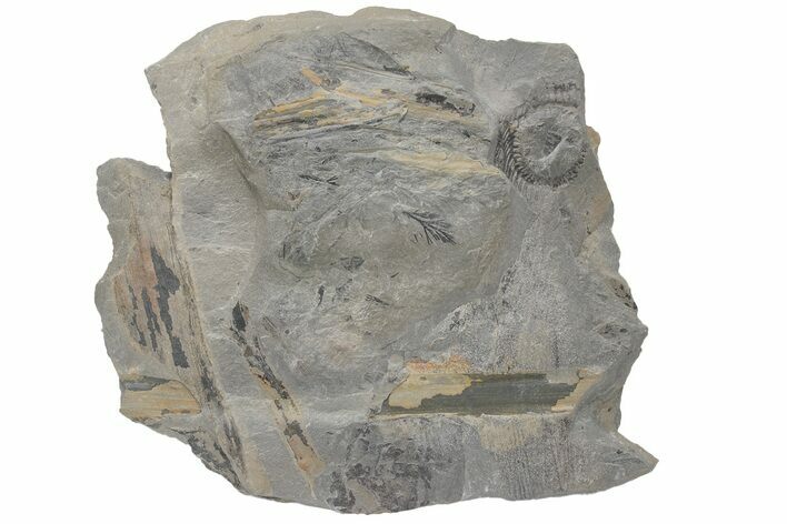 Pennsylvanian Fossil Flora Plate - Kentucky #214159